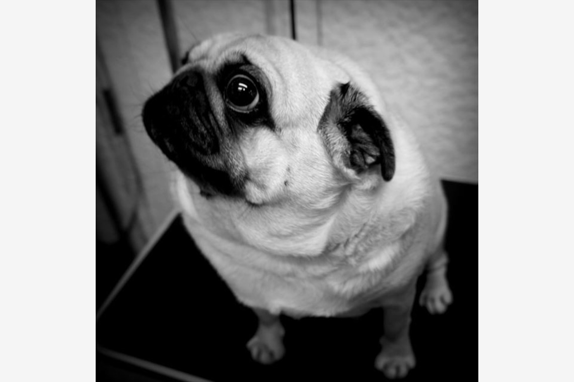 Efu's photographyが撮影した写真のアルバム「ペット」