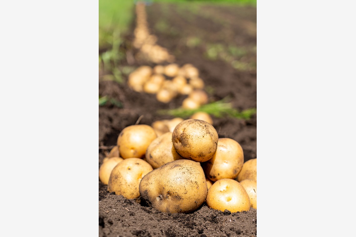 石橋宙大が撮影した写真のアルバム「農家さん撮影」
