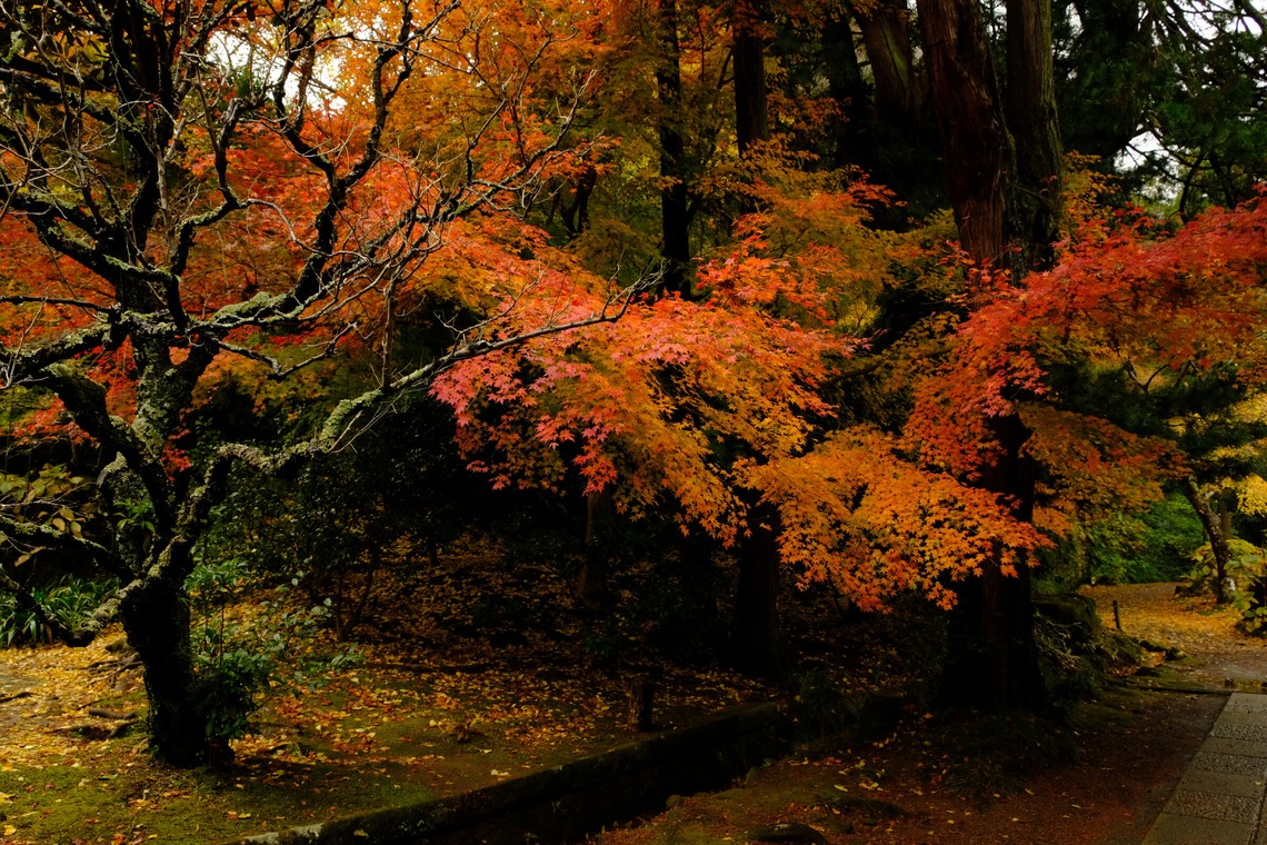 KotobukiPhotosが撮影した「花・植物」の写真