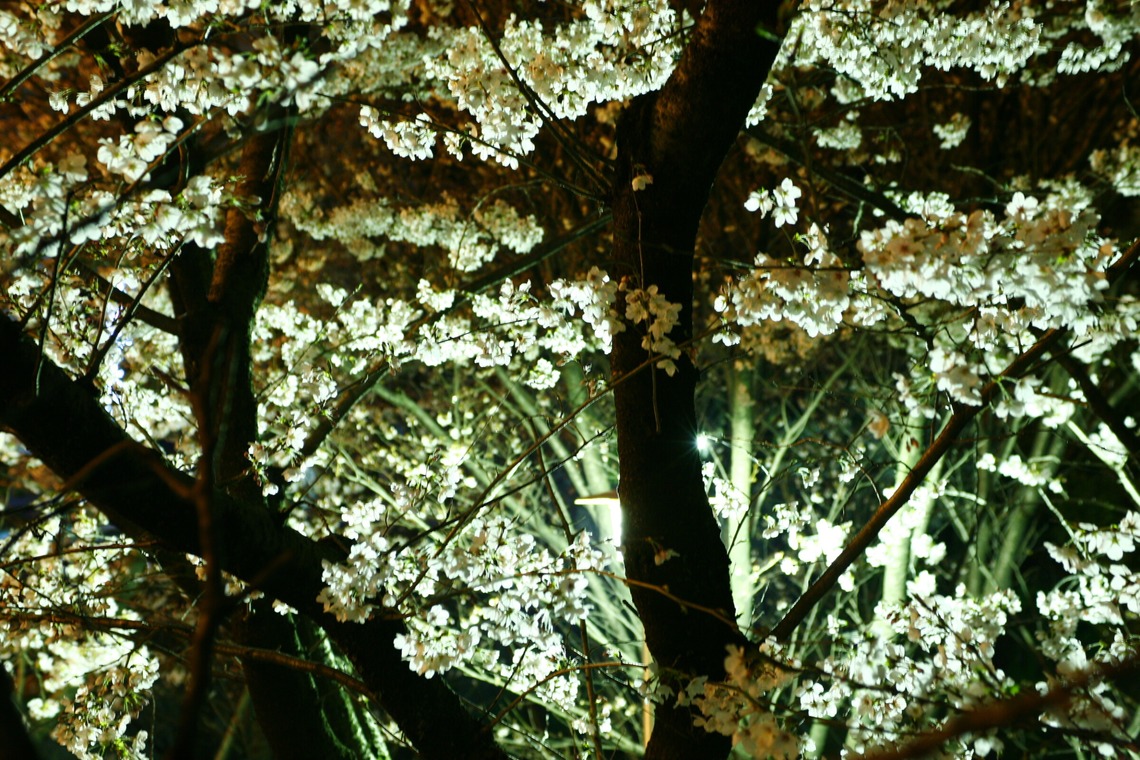 blink photoが撮影した「風景」の写真