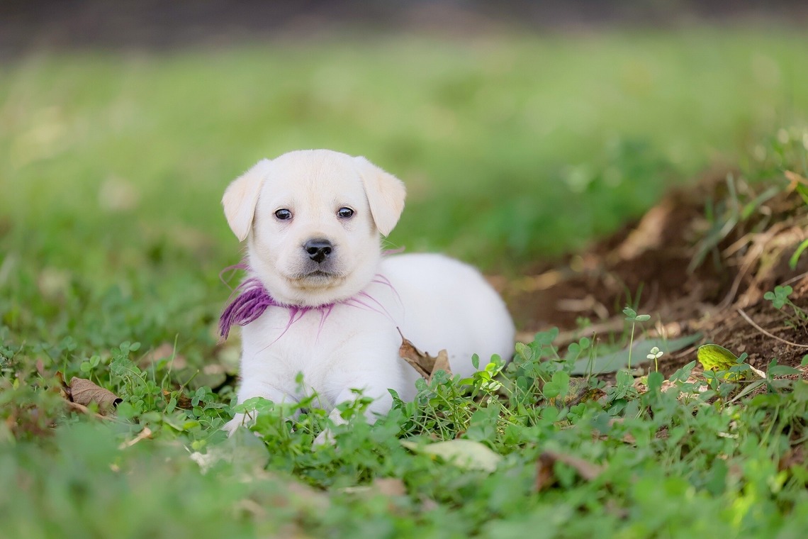 株式会社Neo-Smile 「locationbreeze」高橋 徹が撮影した家族写真(キッズ,ベビーフォト)のアルバム「ペット動物など」