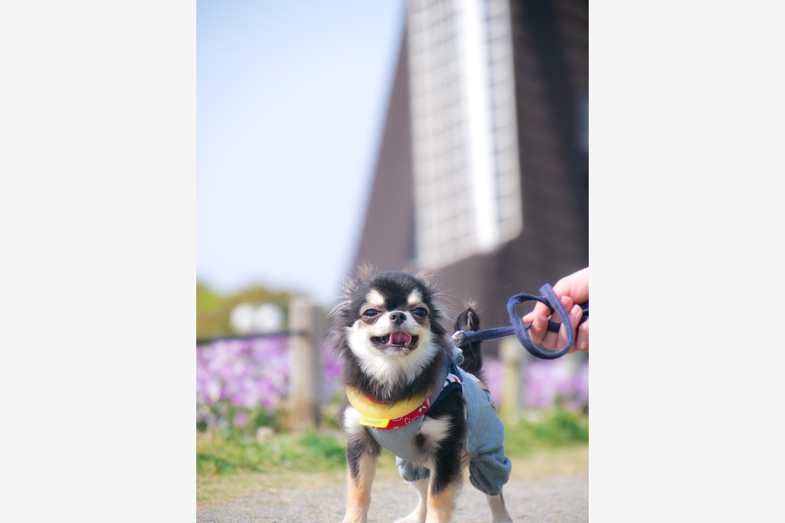 withが撮影した写真のアルバム「ペット撮影」