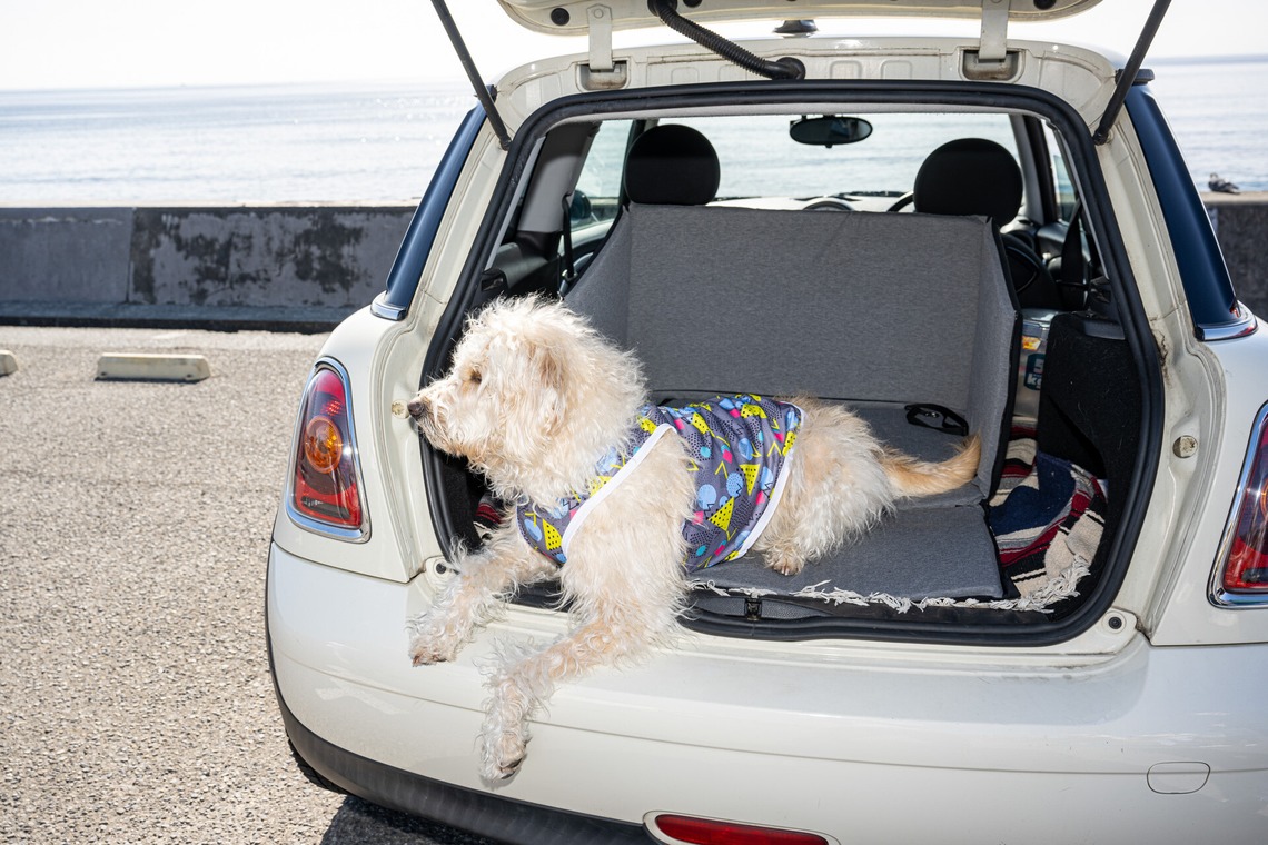 吉田佳央が撮影した「DOG SHOOTING」の写真