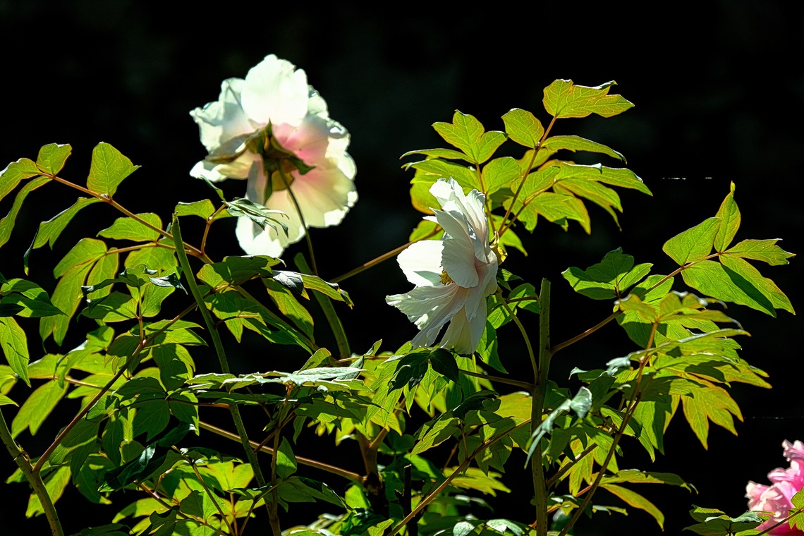 POPCORNが撮影した写真のアルバム「フラワー」