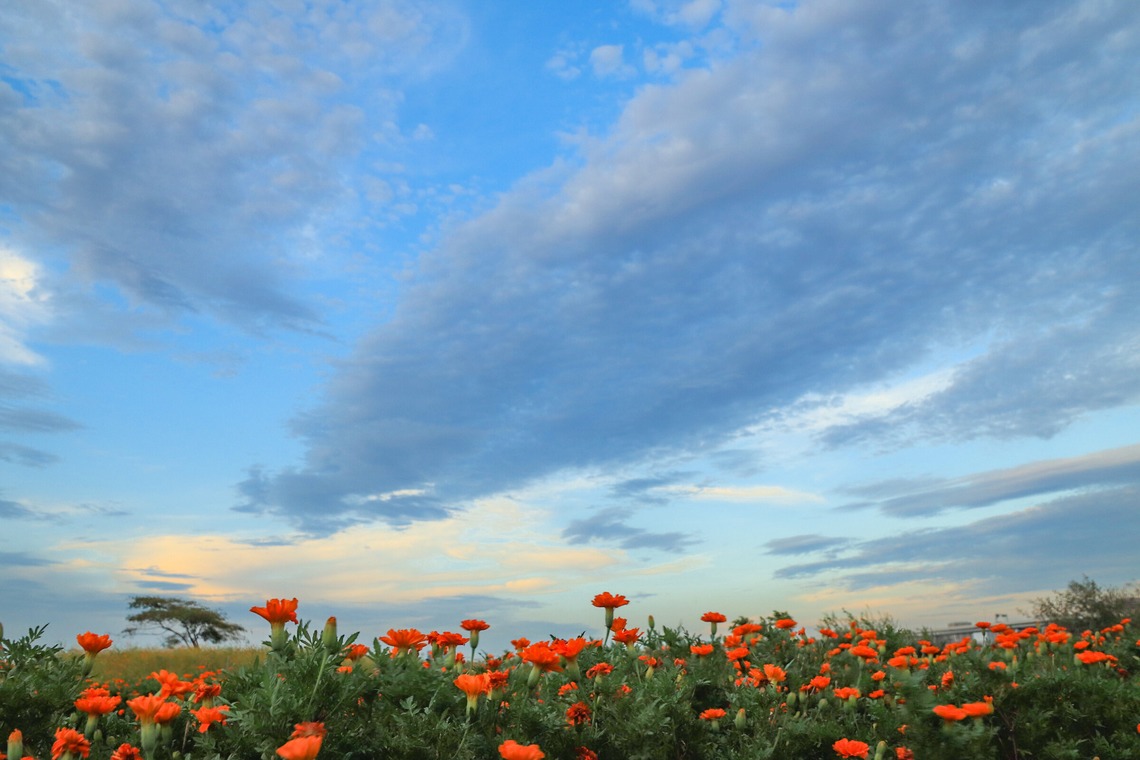Yoshikinoが撮影した「写真」の写真