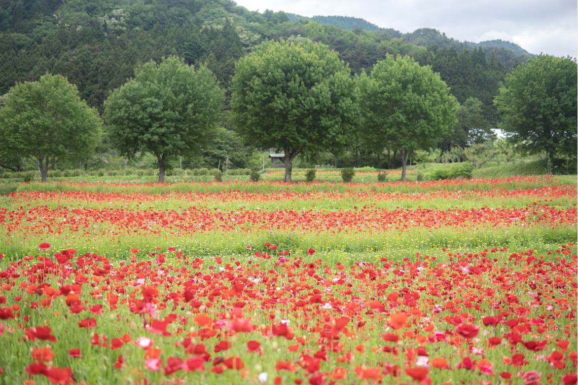 村のくまが撮影した写真のアルバム「風景」