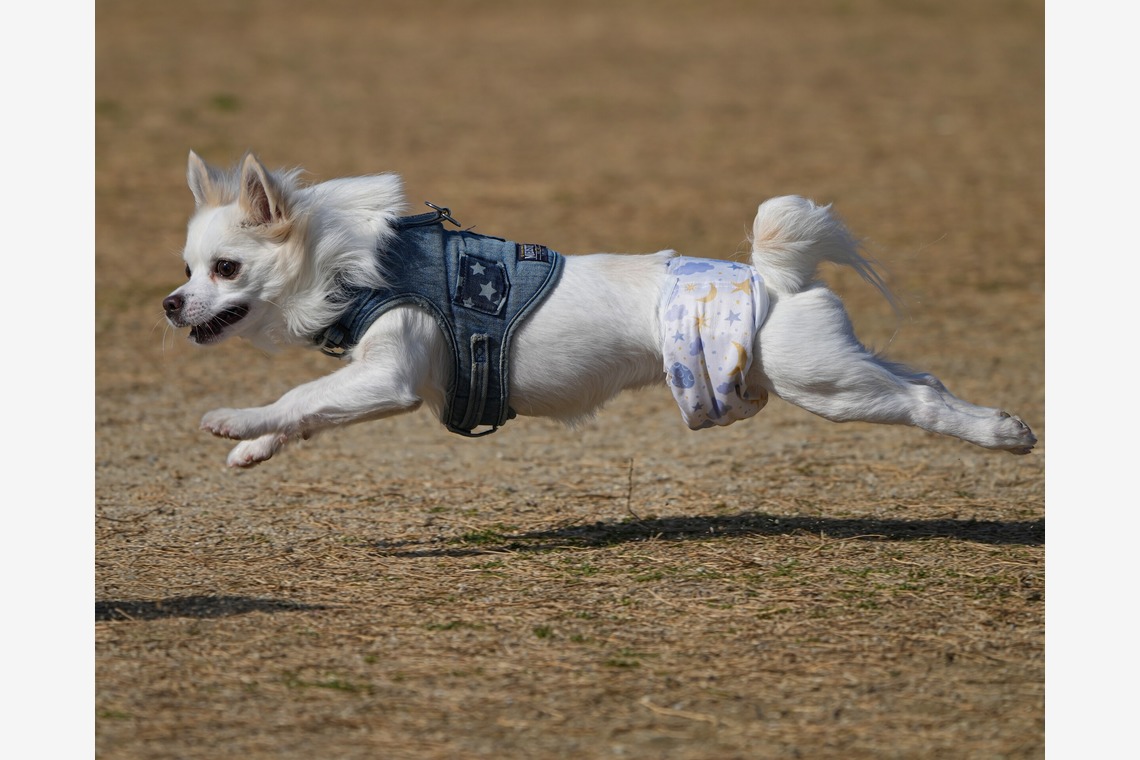 河野慈圓が撮影した「ペット撮影」の写真