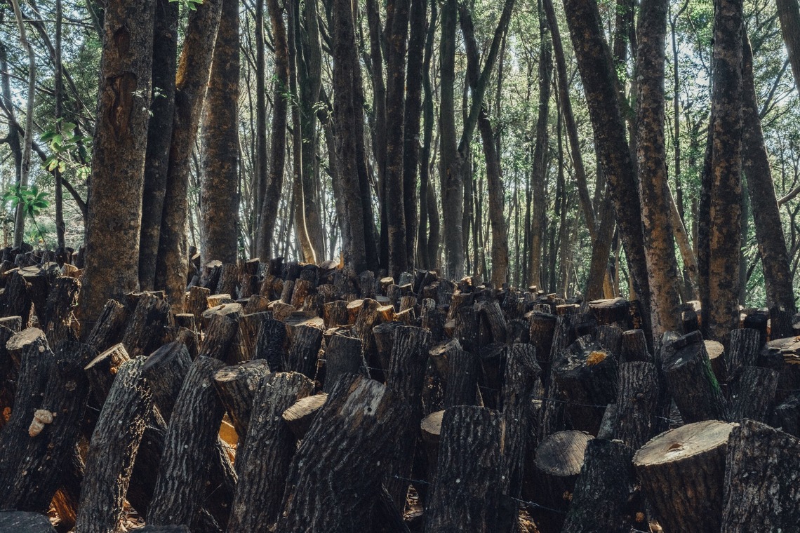 studio cactusが撮影した写真のアルバム「農家 - 風景／商品／人物」