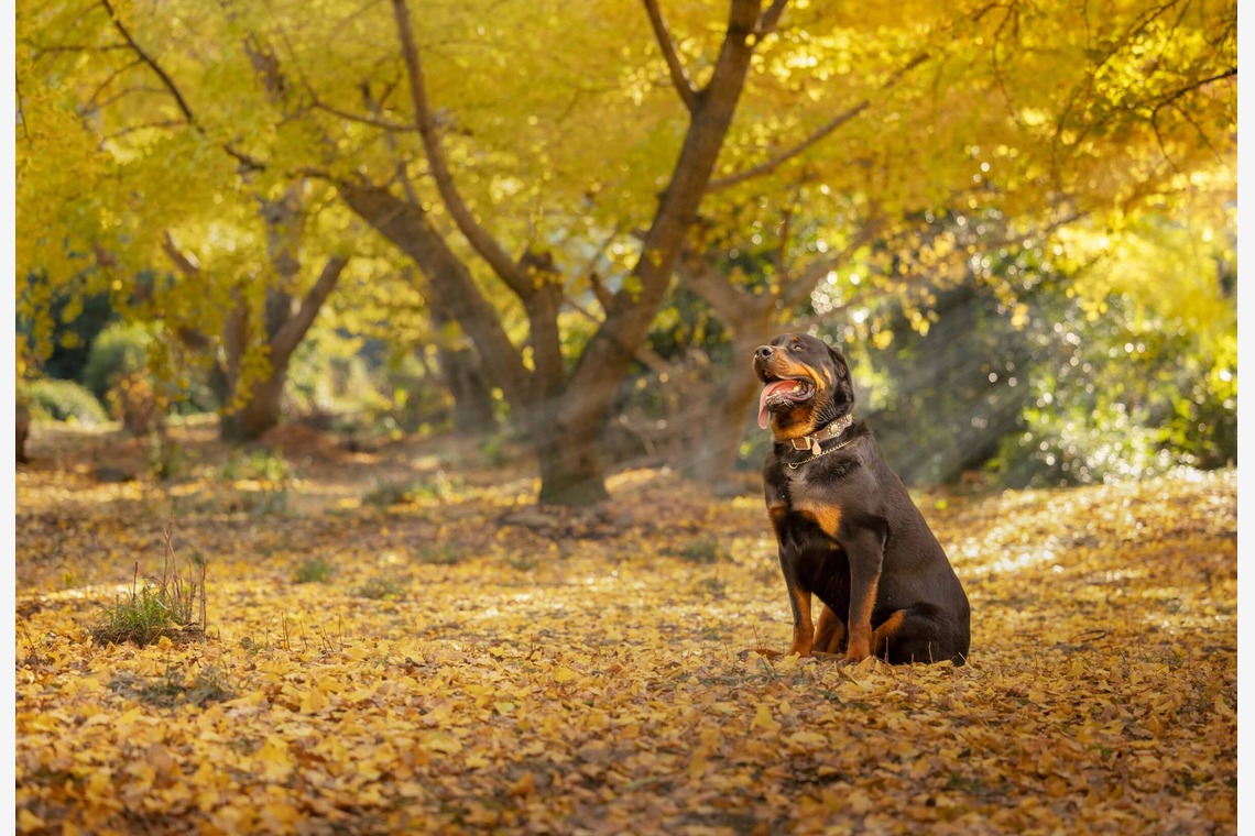 梅田　紫邑が撮影した「ドッグフォト」の写真