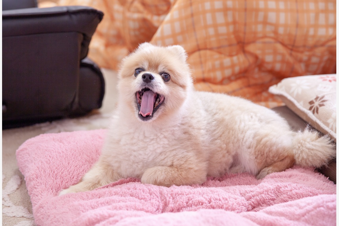 レオン・スナップサービスが撮影した「ポメラニアン」の写真