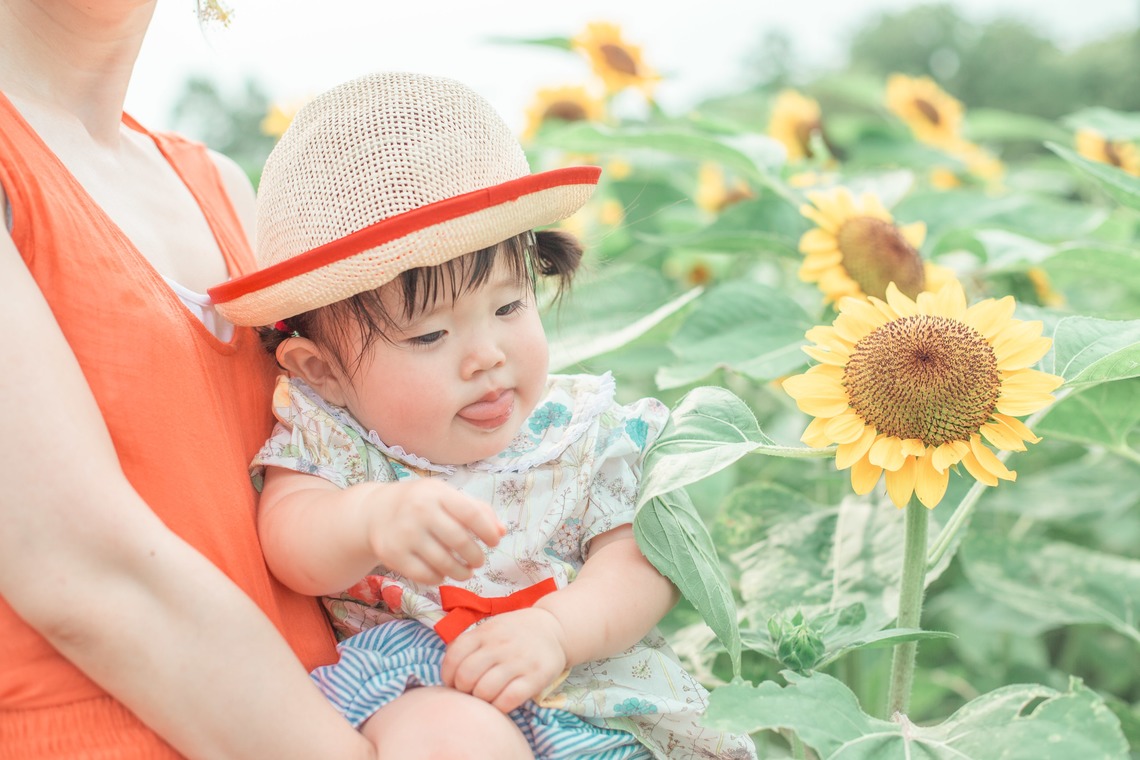 K.しんやが撮影した写真のアルバム「長居植物園のひまわり畑」