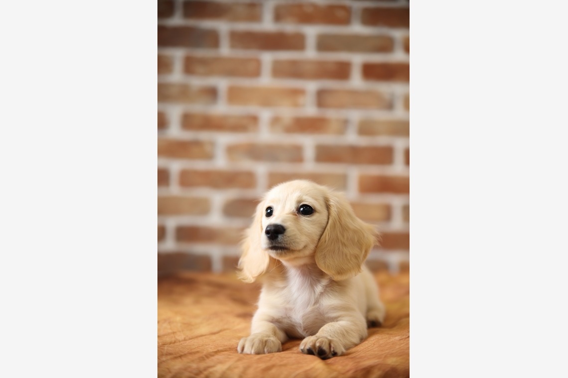 管野　利が撮影した写真のアルバム「ワンちゃん」