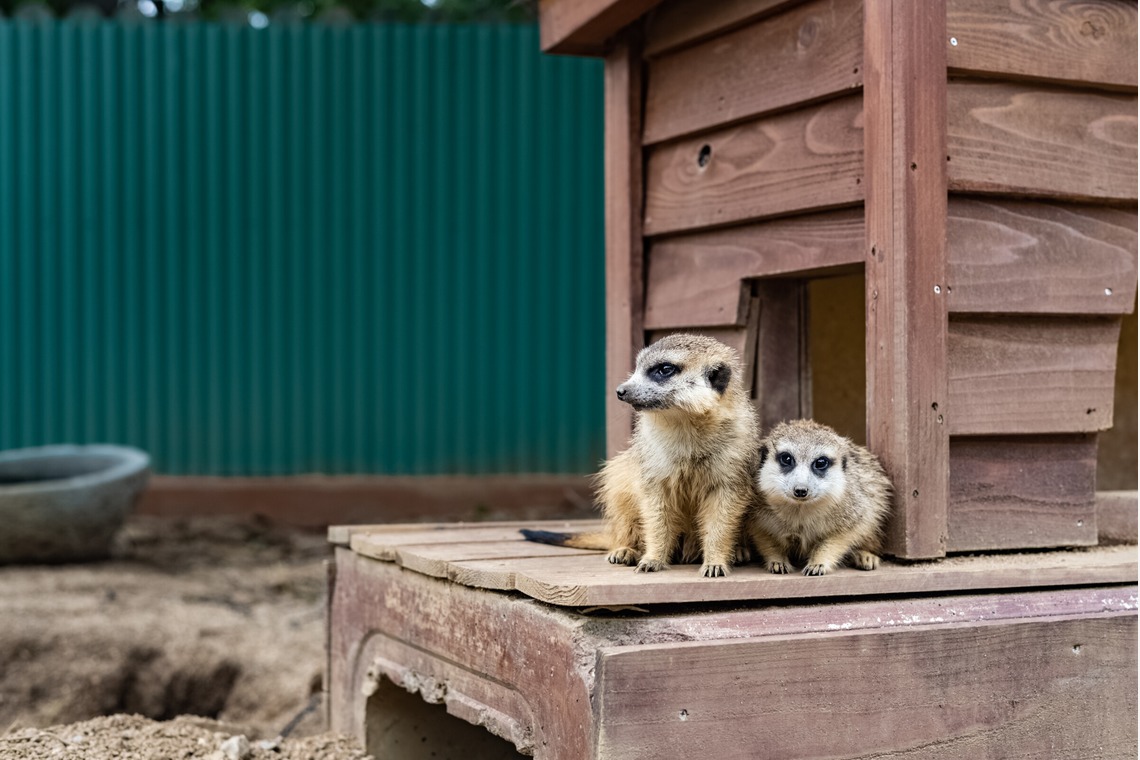 フォトスタジオ　ちっくたっくが撮影した「動物」の写真