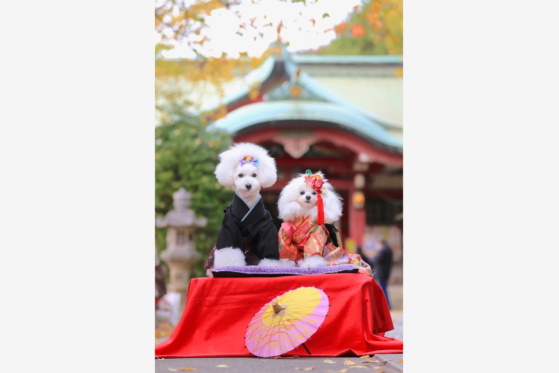 高橋 透（Coo&Sea STUDIO代表）が出張撮影した家族写真(キッズ,ベビーフォト)などが写った「七五三出張撮影＠東京」の家族写真