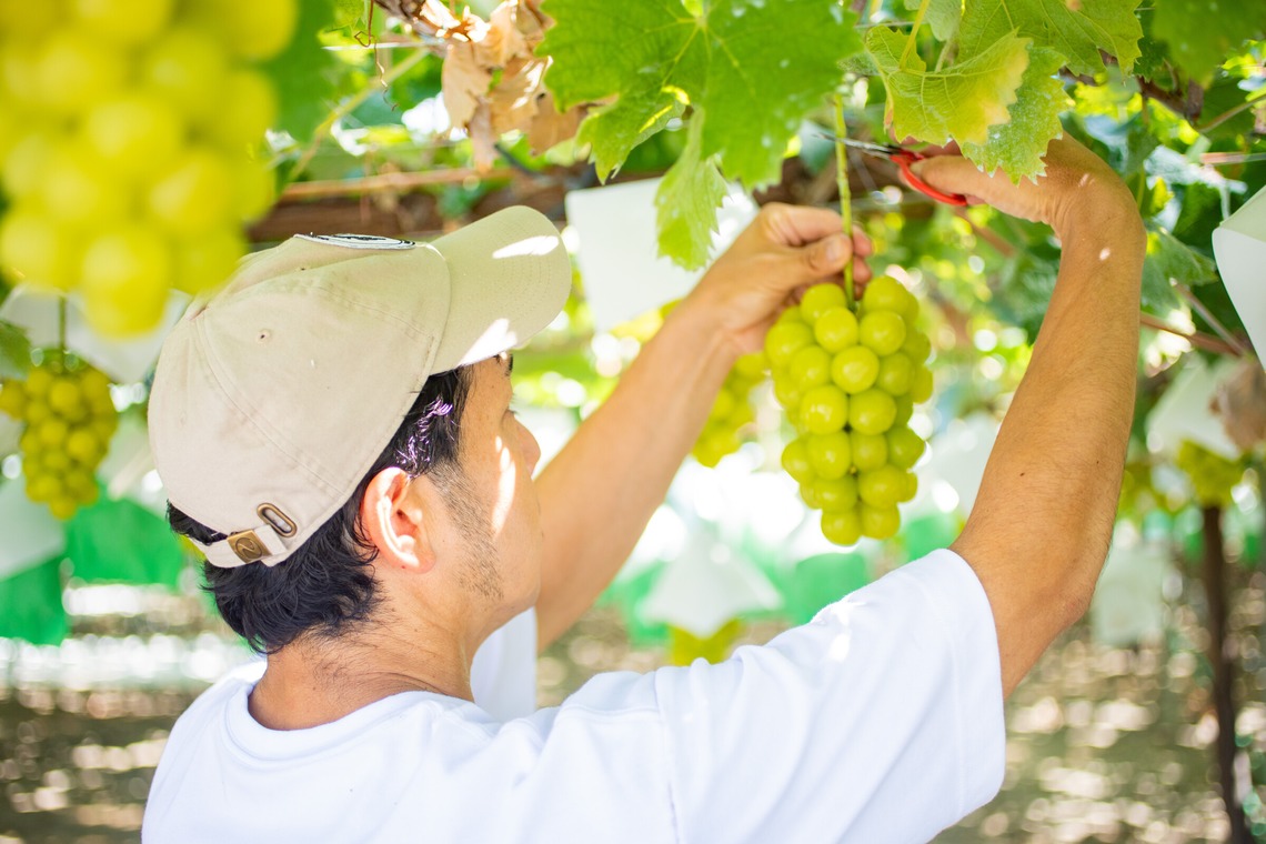 大森美紗生が撮影した写真のアルバム「農園宣材写真」
