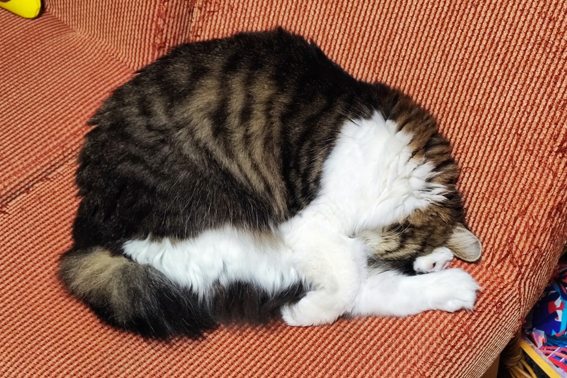 Naoki Okadaが撮影した「ペット撮影」の写真