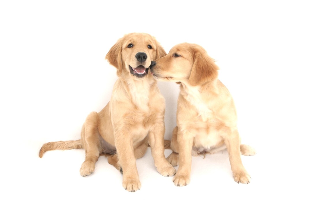 Hiroが撮影した写真のアルバム「ペット撮影」