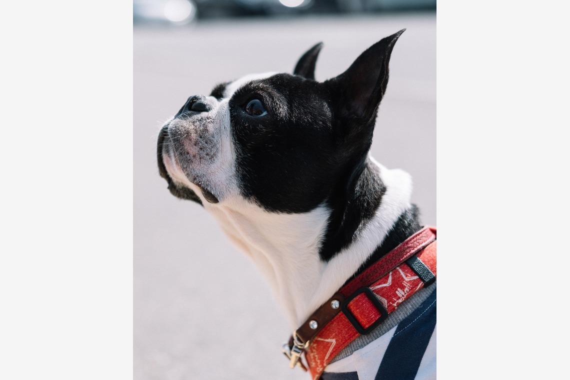 スタジオトモロが撮影した「エンゲージメントフォト」の写真