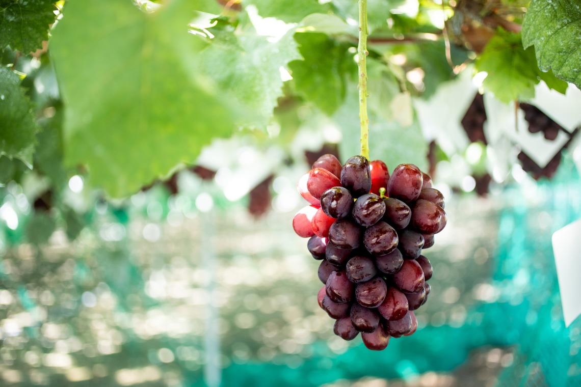 大森美紗生が撮影した写真のアルバム「農園宣材写真」