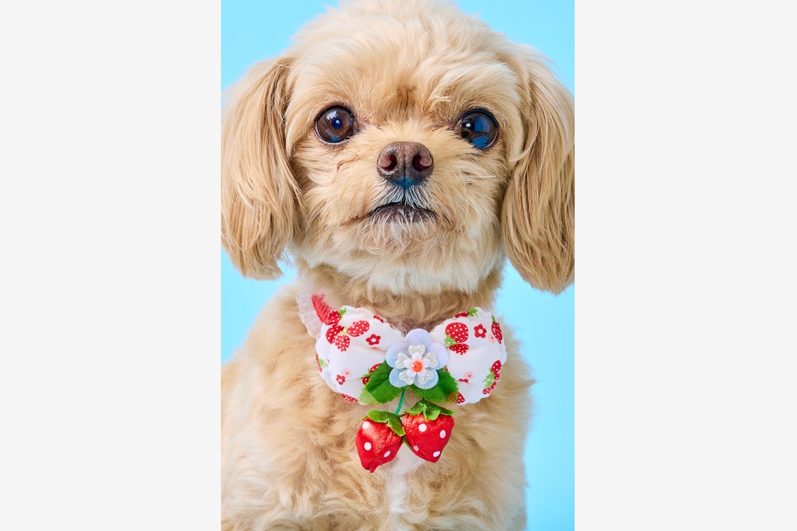 クリエイティブツリー