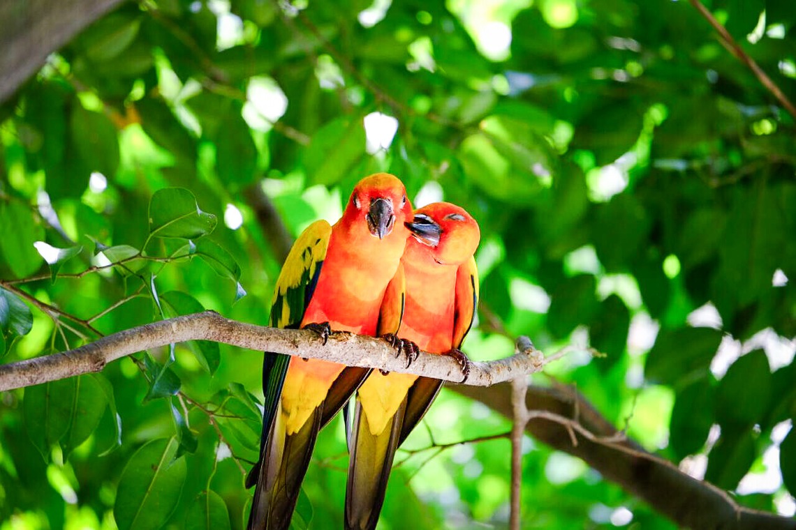 杉本 周平が撮影した写真のアルバム「動物・ペット・風景」