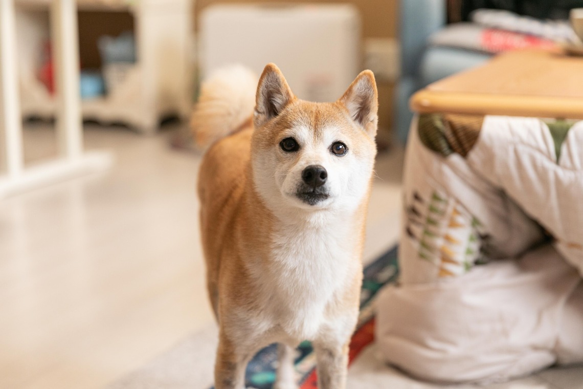 インスタントソイ合同会社　井上泰徳が撮影した写真のアルバム「ワンちゃん撮影」