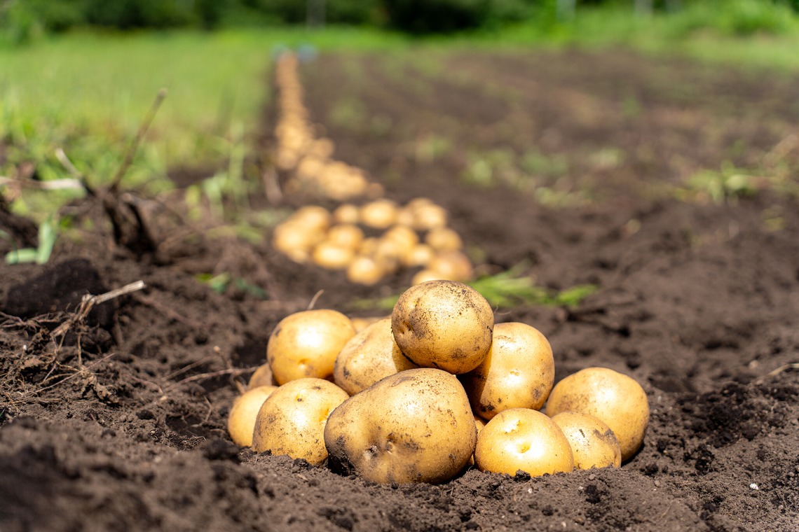 石橋宙大が撮影した写真のアルバム「農家さん撮影」