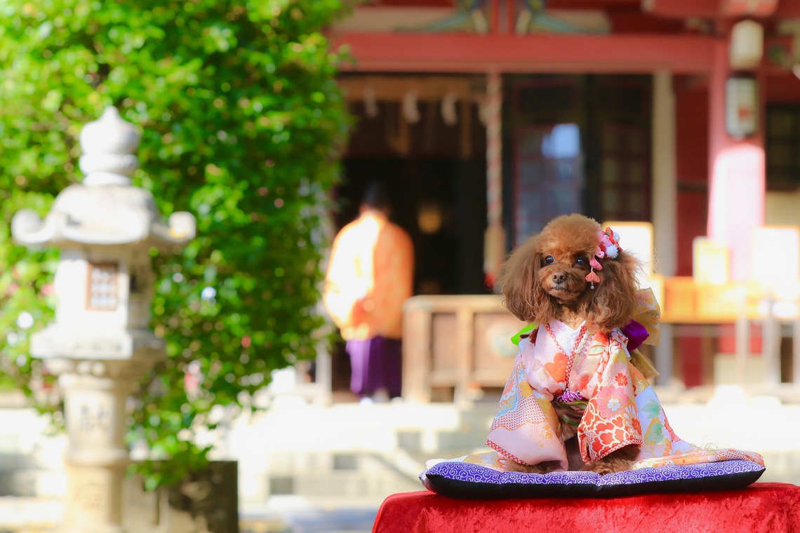 高橋 透（Coo&Sea STUDIO代表）が出張撮影した家族写真(キッズ,ベビーフォト)などが写った「七五三出張撮影＠東京」の家族写真