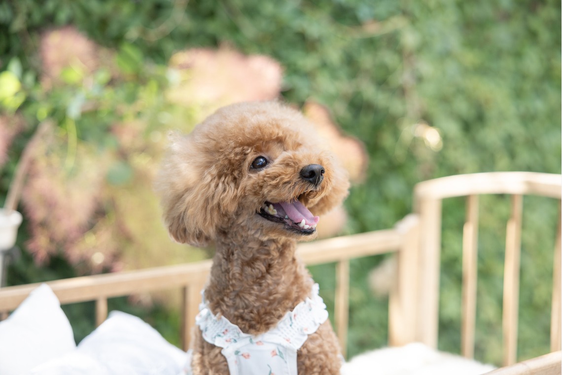 ミヤタカズコが撮影した写真のアルバム「DOG フォト」