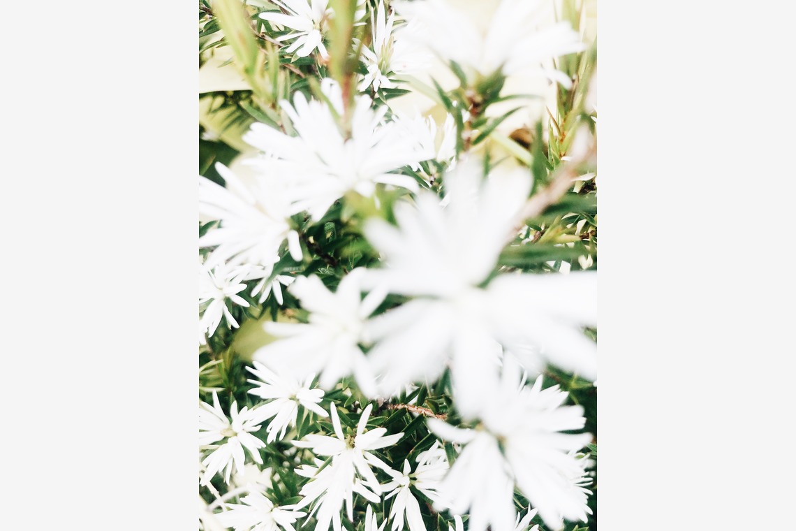 磯谷亮太が撮影した「flower」の写真