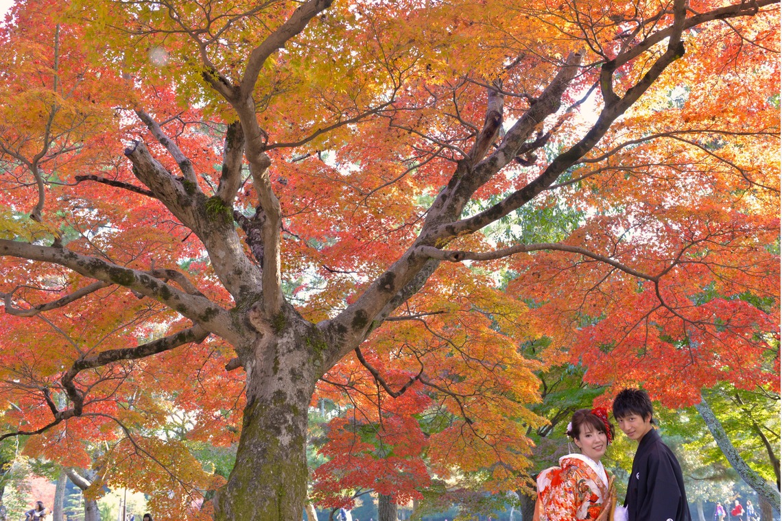 キキフォトワークスが撮影した「秋の奈良公園で和装前撮り」の写真