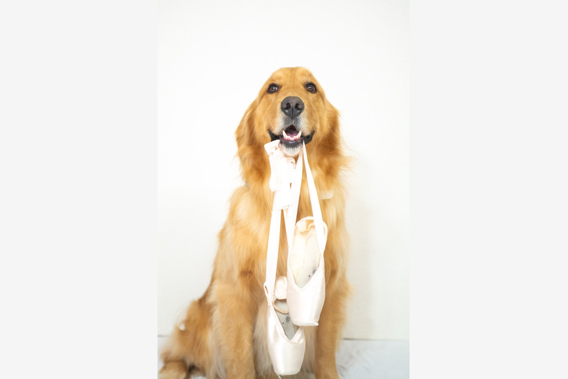 スマイルチューンが撮影した写真のアルバム「ペット撮影」