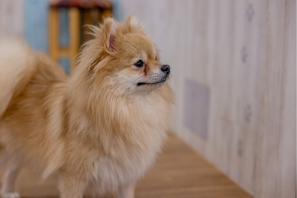 沖山俊樹が撮影した「ペット_20230414_RIO吉祥寺」の写真