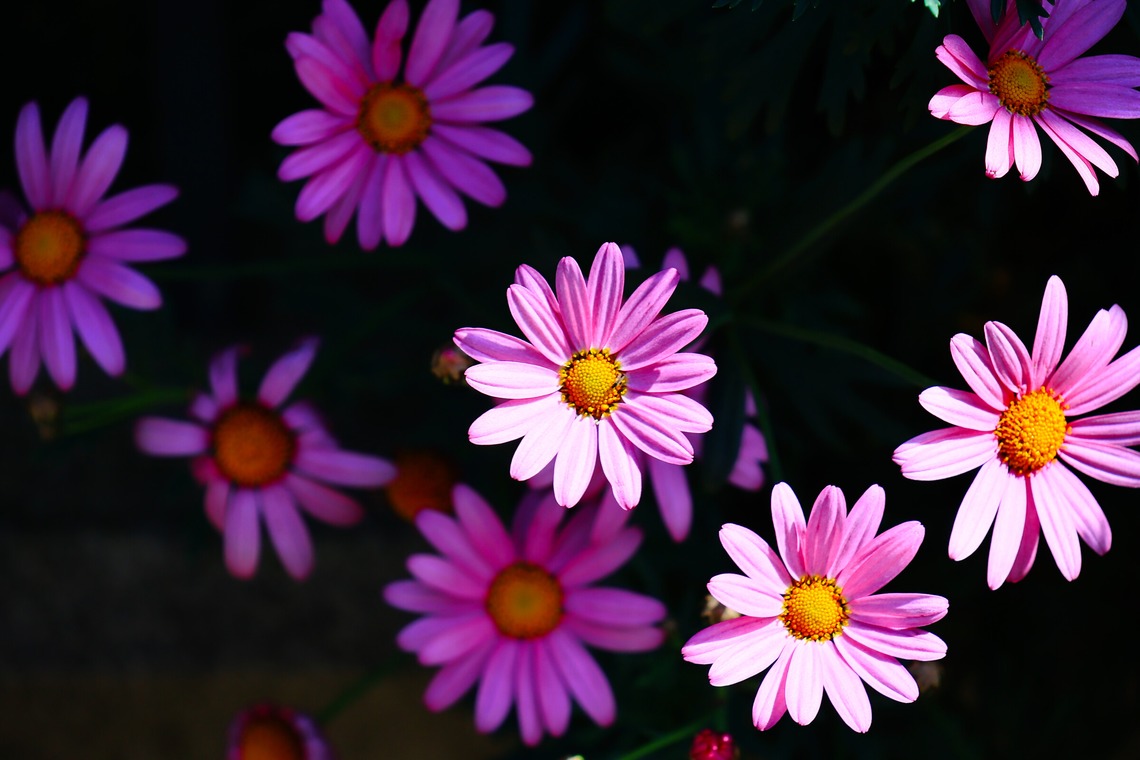今井広樹/スタジオプランタン/日本写真家協会 会員が撮影した写真のアルバム「フラワー」