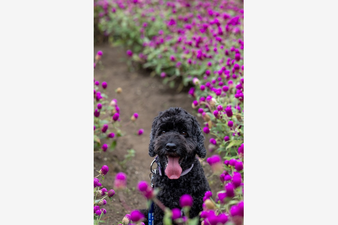 田中まさひろが撮影した「ポートレート」の写真