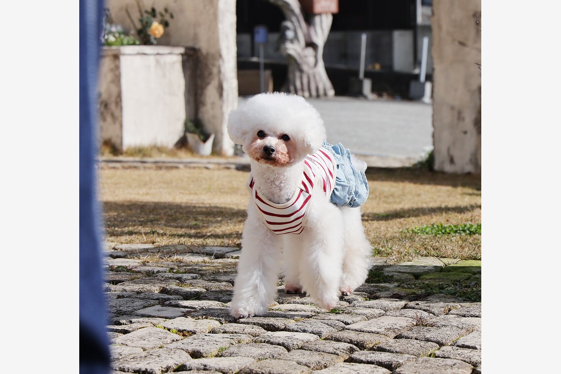 株式会社Photo Luckyが撮影した「ペット」の写真