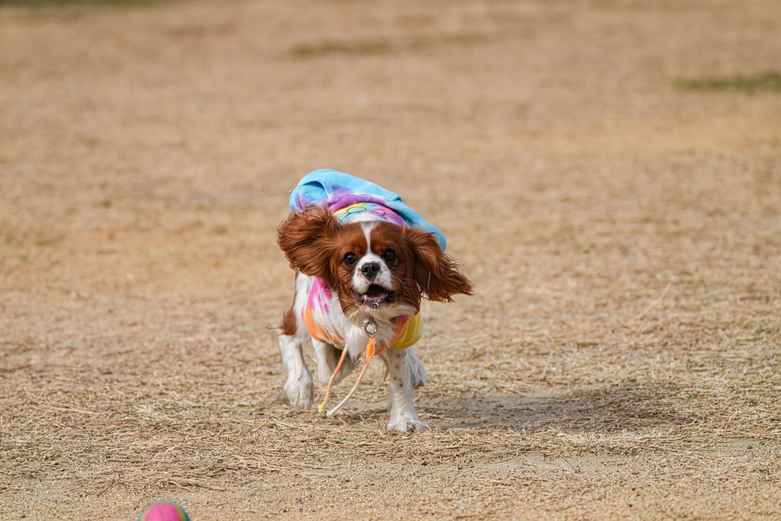 河野慈圓が撮影した写真のアルバム「ペット撮影」