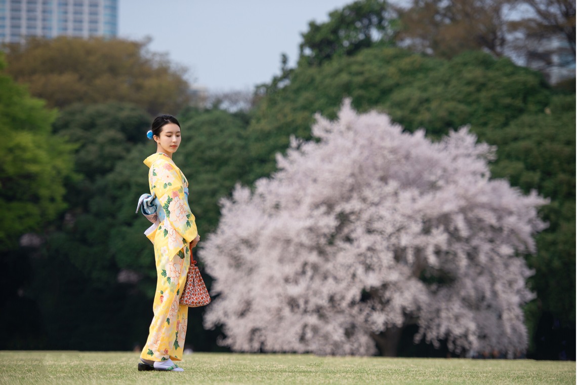 アラタンホヤガが撮影した写真のアルバム「着物撮影　桜」
