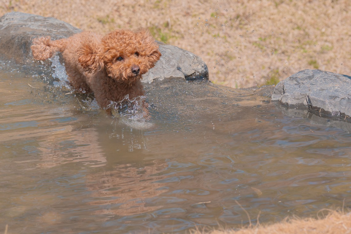 あなたの写真館が撮影した写真のアルバム「ペット撮影」