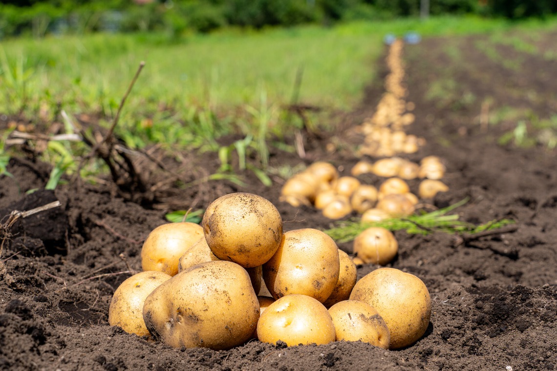 石橋宙大が撮影した写真のアルバム「農家さん撮影」