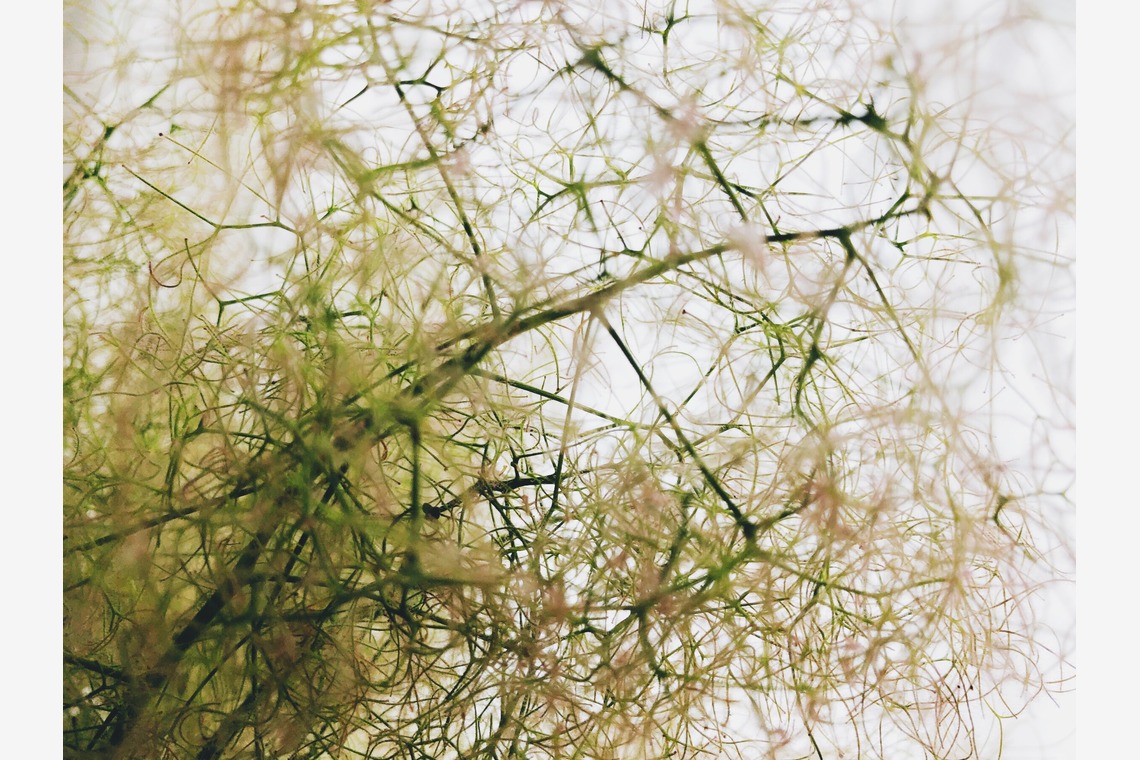 磯谷亮太が撮影した「flower」の写真