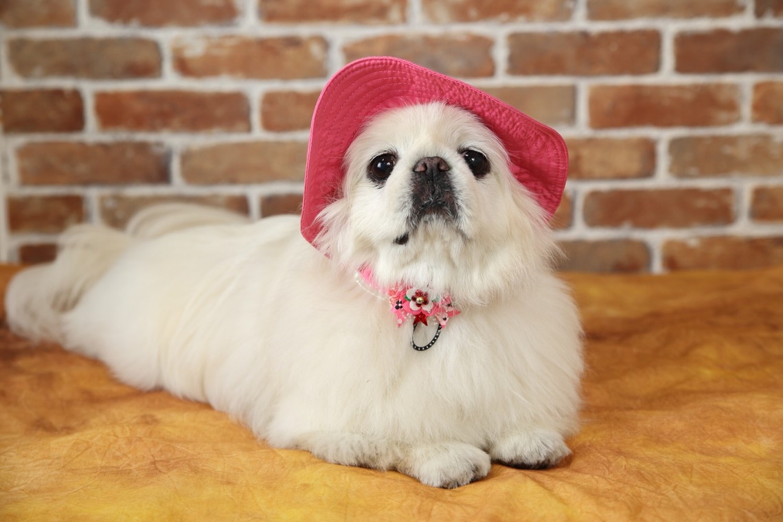 管野　利が撮影した写真のアルバム「ワンちゃん」