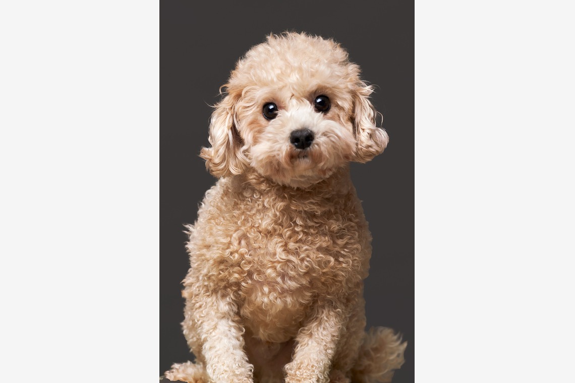 森田寫眞館が撮影した写真のアルバム「ペット」