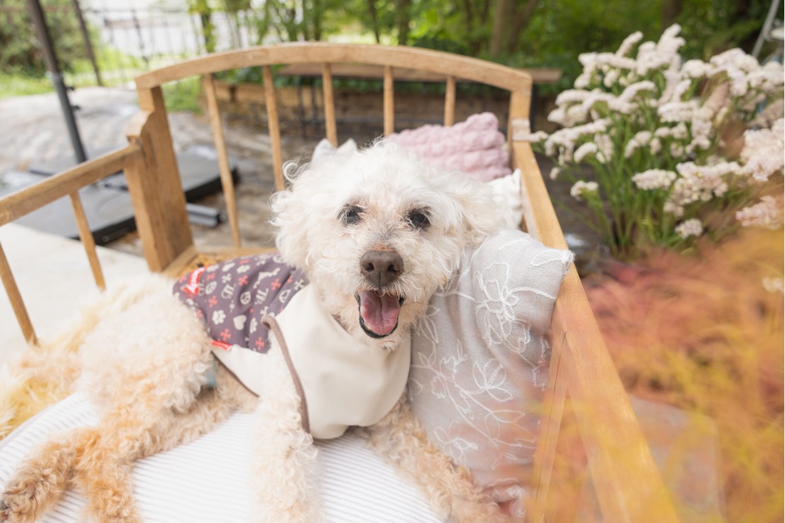 ミヤタカズコが撮影した写真のアルバム「DOG フォト」