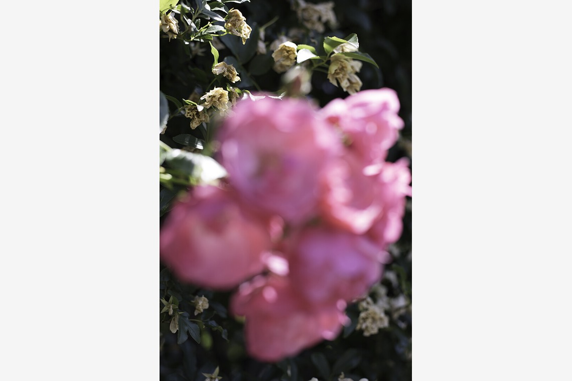 内山慎也が撮影した写真のアルバム「植物」