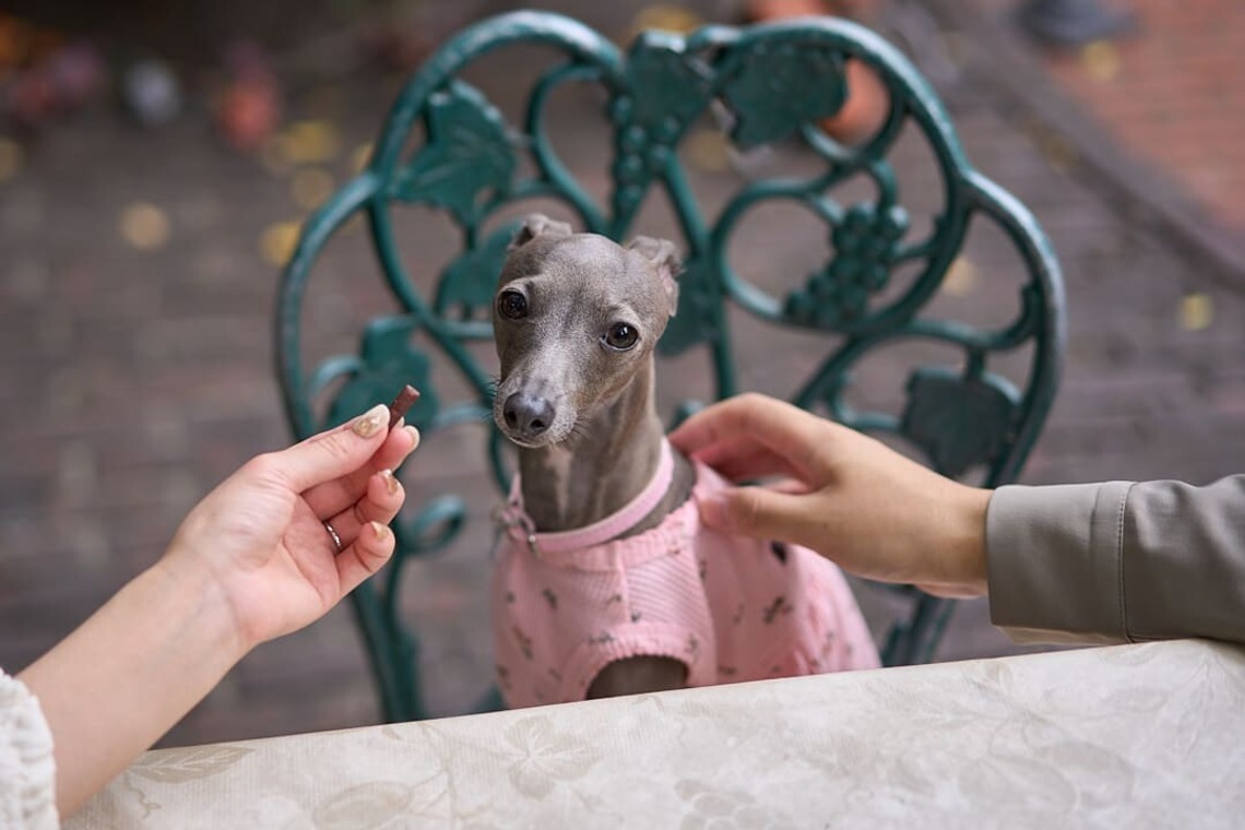 Actが撮影した写真のアルバム「愛犬とのカップルフォト」