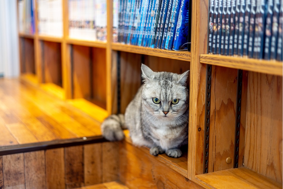 沖山俊樹が撮影した写真のアルバム「ペット_20230411_MOCHA原宿」