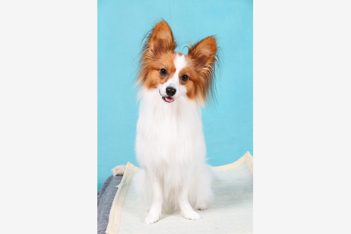 WithshopJapanが撮影した「ペット撮影」の写真