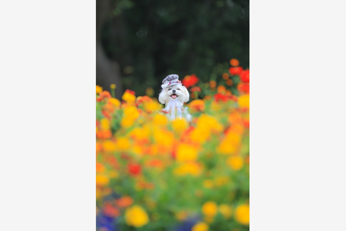 高橋 透（Coo&Sea STUDIO代表）が出張撮影した家族写真(キッズ,ベビーフォト)などが写った「大花壇de撮影会／秋＠横浜」の家族写真