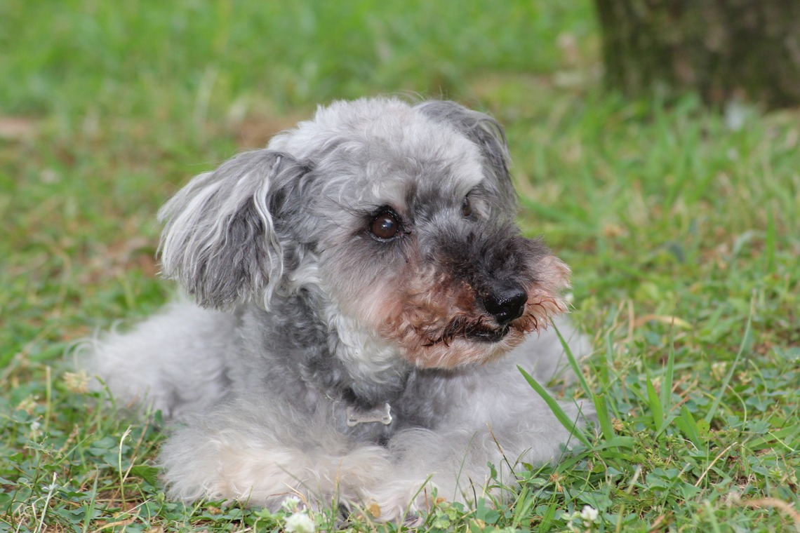 渡邉博海が撮影した写真のアルバム「ペット」